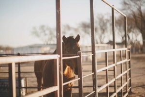 Engagement session with Horses